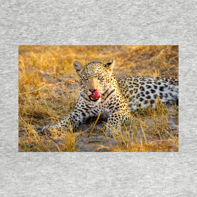 Leopard (Panthera pardus) in the Okavango Delta by GrahamPrentice